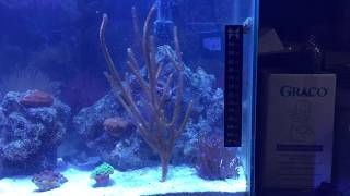 I mounted the gorgonian coral [upl. by Yesor]