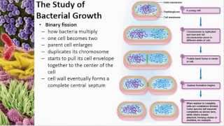 Chapter 06 Microbial Nutrition and Growth  Cowan  Dr Mark Jolley [upl. by Melise]