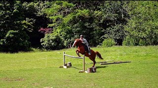 Niwa Jumping with our Kaimanawa Pony Bear  New Zealand ponies kaimanawa nature ponyjumping [upl. by Bysshe]