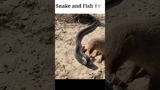 Snake vs mongoose fight shorts snake shortsfeed trending youtubeshorts [upl. by Shadow613]