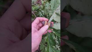 White oak with acorns Quercus alba southern illinois [upl. by Beitris]