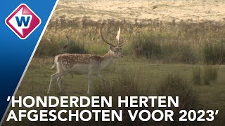 Damhertenbeheer in duinen bij De Zilk begint zijn vruchten af te werpen  OMROEP WEST [upl. by Ennovaj290]