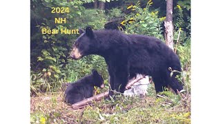 2024 New Hampshire Bear Hunt Over Bait [upl. by Eldwon967]