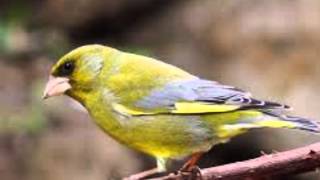 Verdilhão Carduelis chloris [upl. by Lentha]