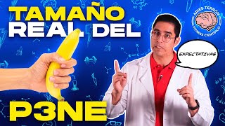 La VERDAD del tamaño del P3NE 🍌 ¿SE PUEDE AGRANDAR [upl. by Eadahc]