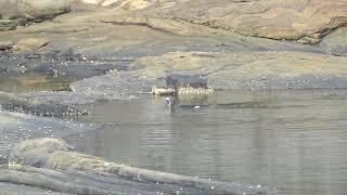 Blackthroated Diver fishing at Nautnes [upl. by Novehc211]