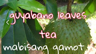 Avocadoguyabano leaves tea  ano nga ba ang benefits sa araw araw na paginom ng pinakuluang dahon [upl. by Renado865]