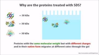 تبسيط العلوم التفريد الكهربى للبروتينات SDS PAGE [upl. by Wendelin]