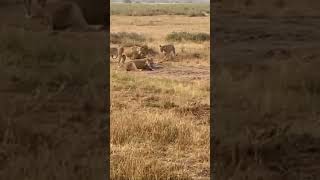 Lionesses vs zebra… natgeowild 4k natgeowildlife wildlife [upl. by Orag]