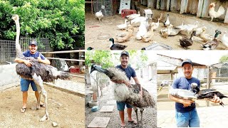 EXCELENTE AVES 🐦 ORNAMENTAIS NO CRIATORIO FRANÇA MUITA DIVERSIDADE GALINHAS 🐔 MARROCOSnordeste [upl. by Rivkah533]