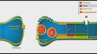 Adrenergic Synthesis And Metabolism animation [upl. by Suirad]