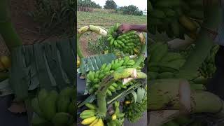 Banana Trees super location trending birds vijayawada [upl. by Doownelg]