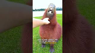 capybara  The friendliest animal in the world [upl. by Soalokcin388]