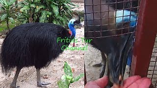 Pet Cassowary Bird Feeding Time [upl. by Li467]