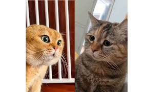 2 Cats Talking Meme  2 Cat Talking Meme Orginal video  Orange amp Black Cat Meme Viral Cat Video [upl. by Ateuqal668]