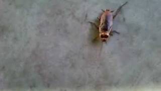 Greg Jennings Broken Leg Parody Cockroach [upl. by Leotie]