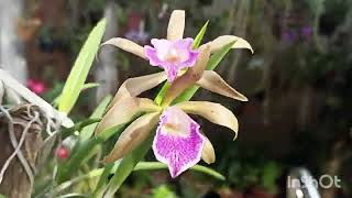 Brassavola tuberculata quotGeneral Osórioquot x Cattleya tigrina coerulea 🌸🌸 [upl. by Ethelda]