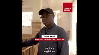 🇸🇳 Omar Kane le passionné délevage qui révolutionne lindustrie avec les moutons Ladoum 🐑 [upl. by Kraul575]