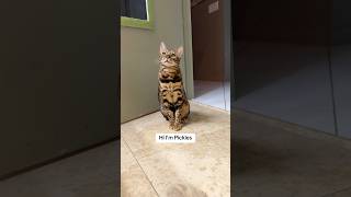 Pickles the cat will accompany you on any journey big or mall bengalcat catfunny [upl. by Harewood]