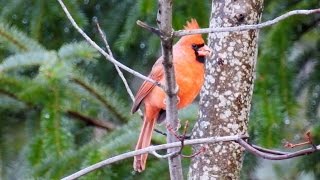 Quebec Birds  18 present all year long [upl. by Ytsanyd]