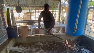 Baby Chilling at dads Work place yesterday Fresh water fish in Linstead Jamaica 🇯🇲 jamaica Vlog [upl. by Tenaj]