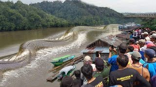 What They Captured In A River Shocked The Whole World [upl. by Herodias]