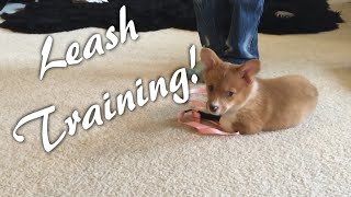 Leashing Training our Corgi Puppy  Potato The Corgi [upl. by Oscar]