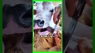 Saving a STARVING Calf with a Shocking Tongue Treatment [upl. by Puglia]