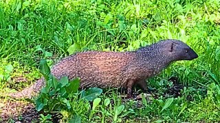 Mongooses against cats and crows [upl. by Charissa417]