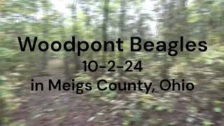 Woodpont Beagles Hunting 10224 [upl. by Twedy]