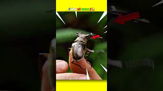 How Will This Insect Make You Rich 🤮💯  Voice Credit Dastan01 shorts [upl. by Leinaj]