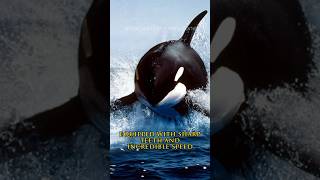 Orcas  Orcas hunt sea lions [upl. by Norit196]