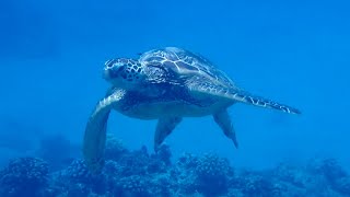 20240823 Nautical afternoon Turtle Snorkel Sail with Lunch 1 [upl. by Leander]