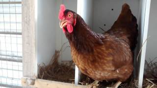 Clucking hens thatll make you chuckle [upl. by Nilam]