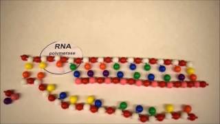 DNA Replication Transcription and Translation Stop Motion [upl. by Suchta]