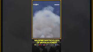 Wildfire destroys 20 of Brasilia forest  WION Shorts [upl. by Cherise]