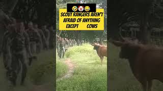 Scout Ranger Never Fear Anything Except Cows funnyarmy funny funnyanimals scoutranger [upl. by Morrill]