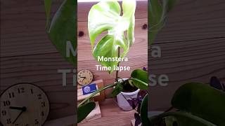 Monstera time lapse3days in 60 secondsplants timelapse indoorplants [upl. by Ainomar]