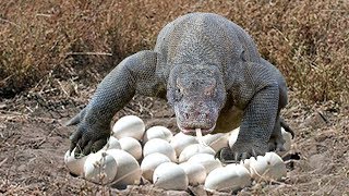 Komodo dragon laying eggs in cave in komodo island indonesia [upl. by Atiken]