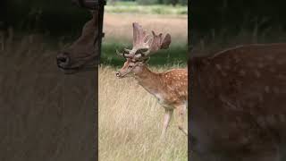 Deer at Bushy park Hampton Court [upl. by Egon298]