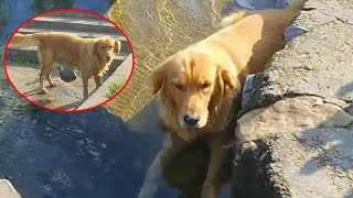 Thought the Golden Retriever was just cooling off in the water it was heartbroken when it stood up [upl. by Ainadi]