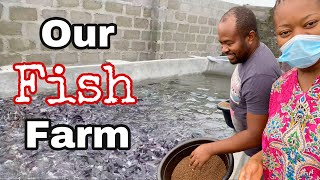 We are starting a FISH FARM [upl. by Soni]