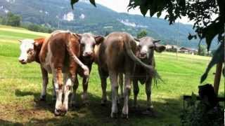 Cows fighting against flies Kühe helfen eineinander Fliegen abzuwehren [upl. by Ardnazil601]