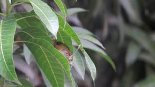 Common Tailor Bird Nesting [upl. by Siloam]