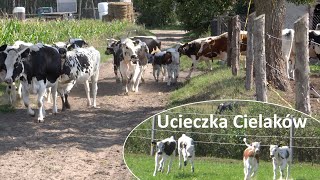 Ucieczka Cielaków z pastwiska  Białogrzbiete [upl. by Ulla578]