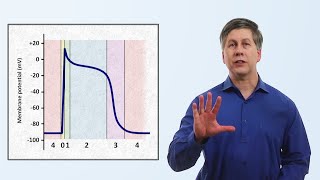 The Cardiac Action Potential [upl. by Rahab]