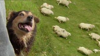 Welsh Shepherd Dogs at Their Finest  BBC Earth [upl. by Boyse]