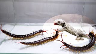 Gecko and 3 Giant Centipede [upl. by Chrissy698]