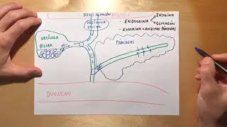 Fisiopatología de la pancreatitis aguda para enfermería [upl. by Curhan]