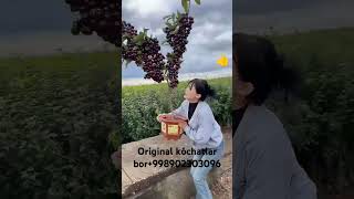 Glos kóchatlar tayyor 998902303096 shorts shortvideo fruit uzb kazakhstan uzbekistan garden [upl. by Llewon162]